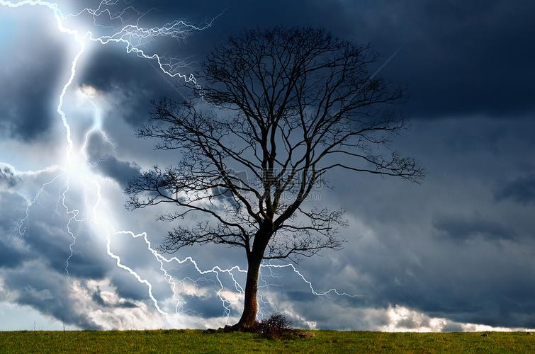 暴雨闪电下的树木图片