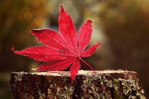 秋天里的红色枫叶图片